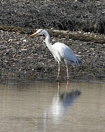 grey heron